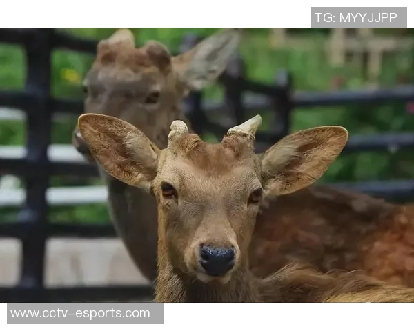 记者分析无字鹿获胜背后的深远意义彰显雄鹿实力不容忽视 记者分析无字鹿获胜背后的深远意义彰显雄鹿实力不容忽视